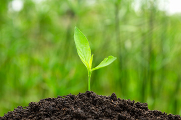 Young Plant growing in crumbly soil with the morning and green nature background