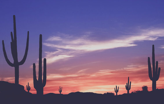 Southwest Desert - Vintage Colorful Sunset in Wild West Desert of Arizona with Cactus