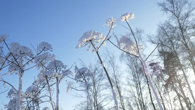 High cow parsnip in winter forest