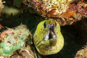 Yellow moray. Sipadan island. Celebes sea. Malaysia.