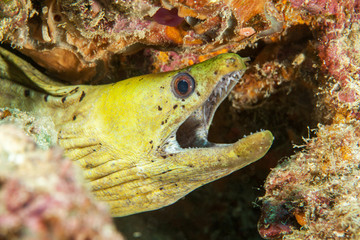 Yellow moray. Sipadan island. Celebes sea. Malaysia.