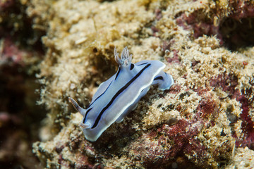 Nudibranch close-up. Sipadan island. Celebes sea. Malaysia.
