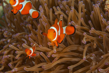 Clownfish close-up. Sipadan island. Celebes sea. Malaysia.