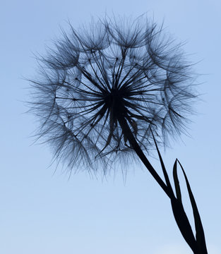 Dandelion silhouette fluffy flower on blue sunset sky