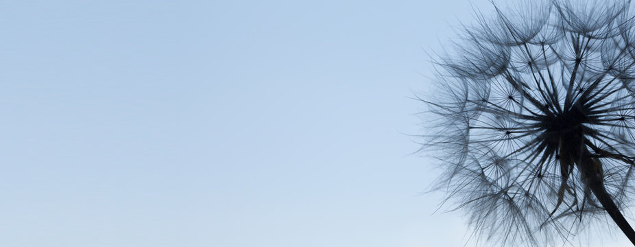 Fototapeta Dandelion silhouette fluffy flower on blue sunset sky