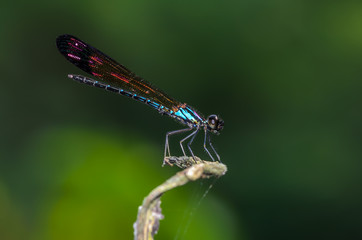 Beautiful dragonfly on branch with green background.