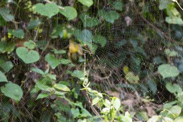 spider - Nephila inaurata madagascariensis on the leafy background