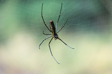 spider - Nephila inaurata madagascariensis with blurred background