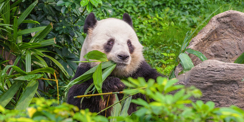 Bear panda munching succulent vegetation.