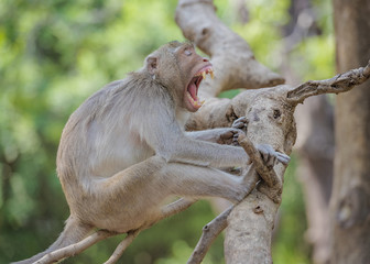 Sleepy Monkey,The male monkeys were open mouth.