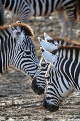Zebras