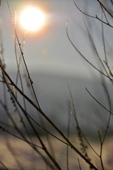  Sprig bathed in sunlight on a background of a winter landscape