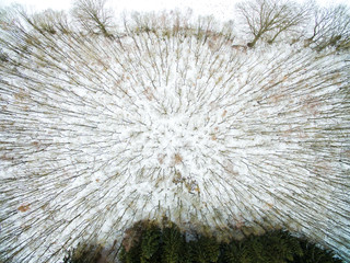 aerial view of winter forrest  in germany - top view