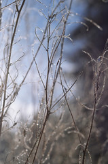 Fototapeta na wymiar fabulously beautiful winter twigs