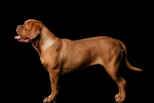 dog of breed Dogue de Bordeaux standing isolated on black background, side view