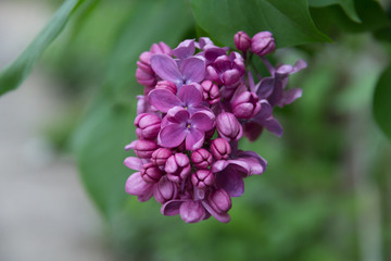 bunches of lilac blossoms on branches
