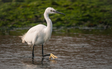 Little Egret