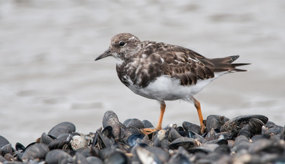Turnstone