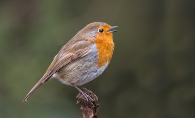 Singing Robin
