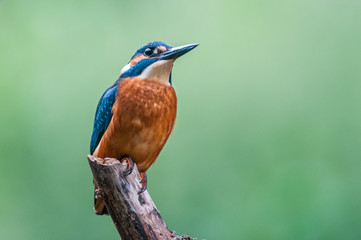 Kingfisher