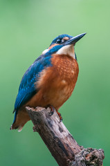 Kingfisher