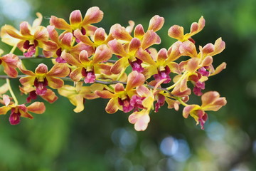 Orange-yellow flower of orchids bloom in tropical zone of Thailand