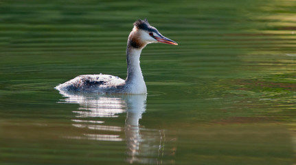 Great Crested Grebe