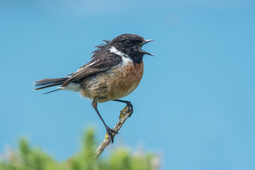 Stonechatter chatter