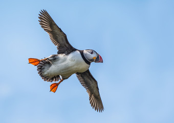 Puffin in flight