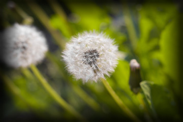blooming dandelions