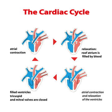 Heart cycle. Cardiac cycle of heart on white isolated. Cardiac cycle info graphic.Cycle of heart valves operation.