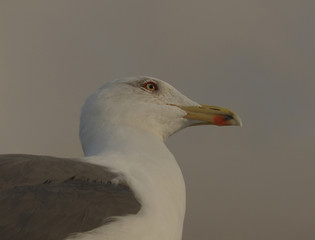 Head of a herring gull during sunset