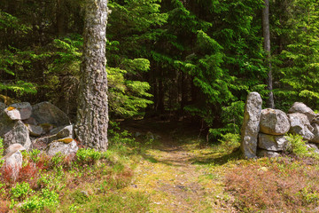 Forest path