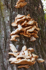 Crab of the woods