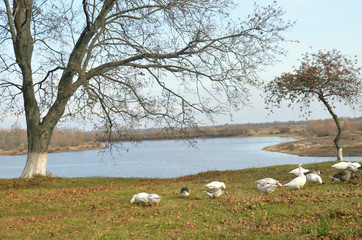 Obraz na płótnie Canvas Geese pactada on the Luga river near