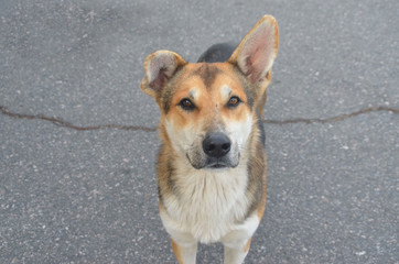 Dog with raised ear stares into the eyes
