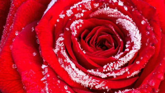 Zeitraffer Video: rote Rose mit Raureif blüht auf, Nahaufnahme