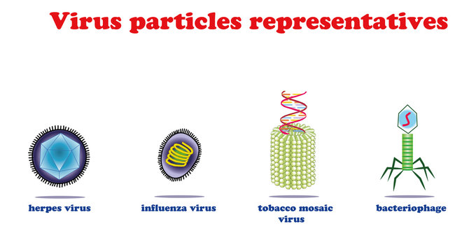 Virus particles representatives.Herpe. influenza. tobacco mosai. bacteriophage. Virus education info graphic.