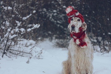 Cute white big spotty furry dog of hunting breed english setter sitting in winter frosty full of snow forest wearing red warm hat and scarf on white christmas background in vintage style