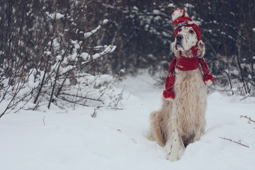 White stylish big cute dog with bright brown spots and long hair english setter sitting in frosty winter weather wearing warm red hat and scarf on christmas and new year background in vintage style