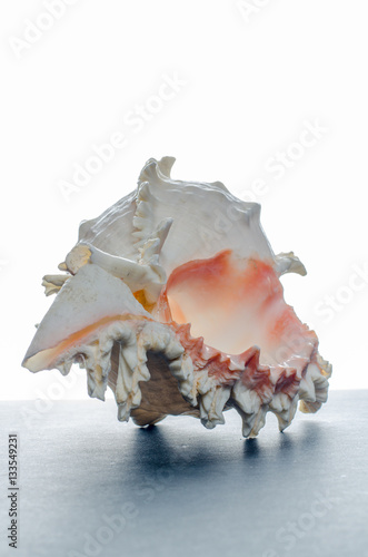 "Purpurschnecke" Stockfotos und lizenzfreie Bilder auf ...