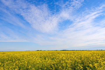 Rape field and blue sky with clouds on a sunny day