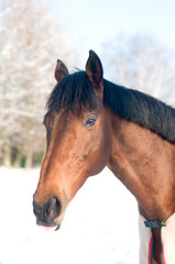 Obraz na płótnie Canvas Horse portrate bay color in winter