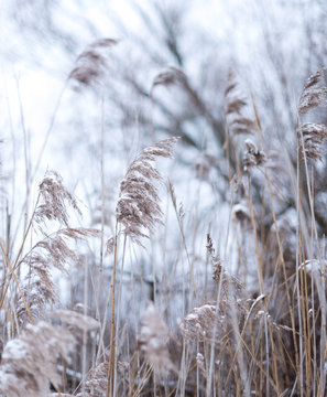 Winterlandschaft mit Schilf