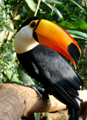 Toucan bird with white trout and black body 