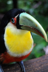 Toucan bird with white trout and black body 