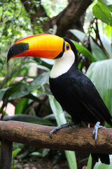 Toucan bird with white trout and black body 