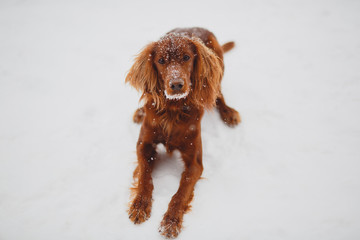 Irish setter in snow looking directly into the camera