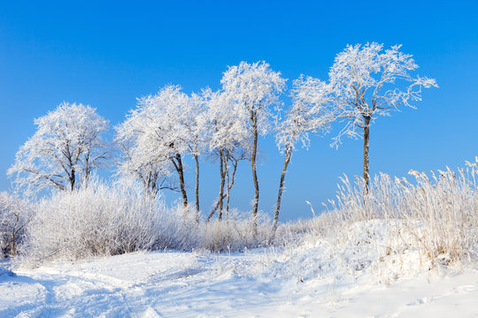 Trees Covered With Snow Against The Blue Sky On A Sunny Winter Day