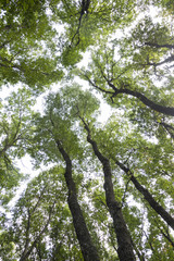 Alberi visti dal basso